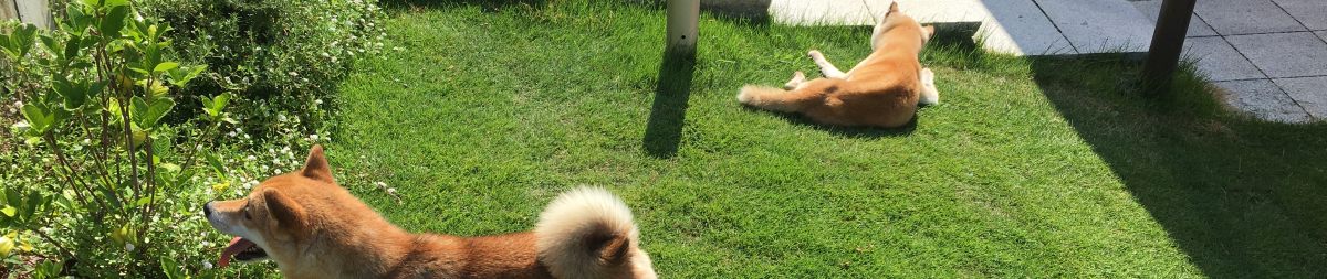 犬と庭