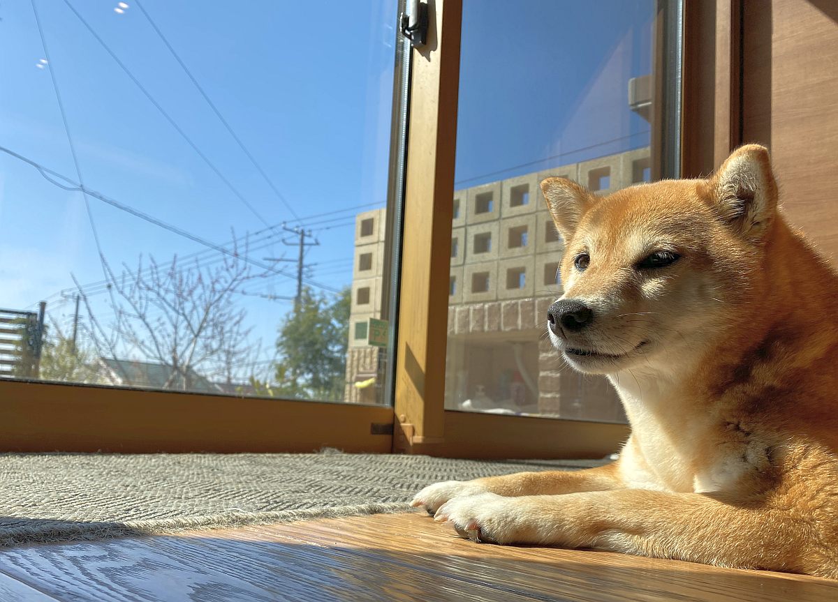 タヌコロのプロフィール