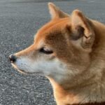 タヌコの夢はよく当たる