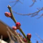 【夢日記】謎の薬と、これからパニックが始まる