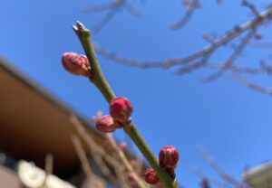 【夢日記】謎の薬と、これからパニックが始まる