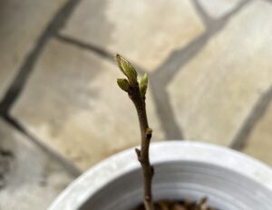 【夢日記】ぬいぐるみオバケとの格闘