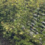 【夢日記】時限爆弾