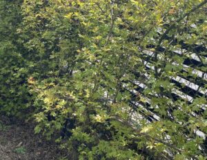 【夢日記】時限爆弾