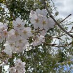 【夢日記】巨大岩でサーフィン