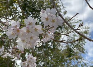 【夢日記】巨大岩でサーフィン