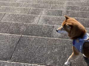 【夢日記】イタチとタヌコ（予知夢？）