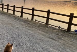 【夢日記】飲み会で恥ずかし気に踊る