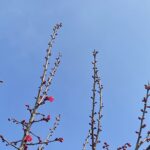【夢日記】留学生の前で漫才を披露する