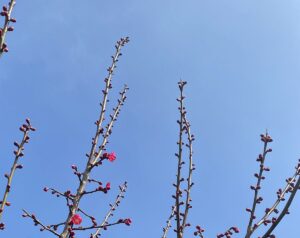 【夢日記】留学生の前で漫才を披露する