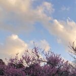 【夢日記】競馬ゲームでお守りとお札を貰う