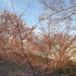 花粉症の薬で夢が見られない