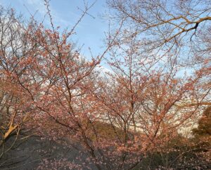 花粉症の薬で夢が見られない