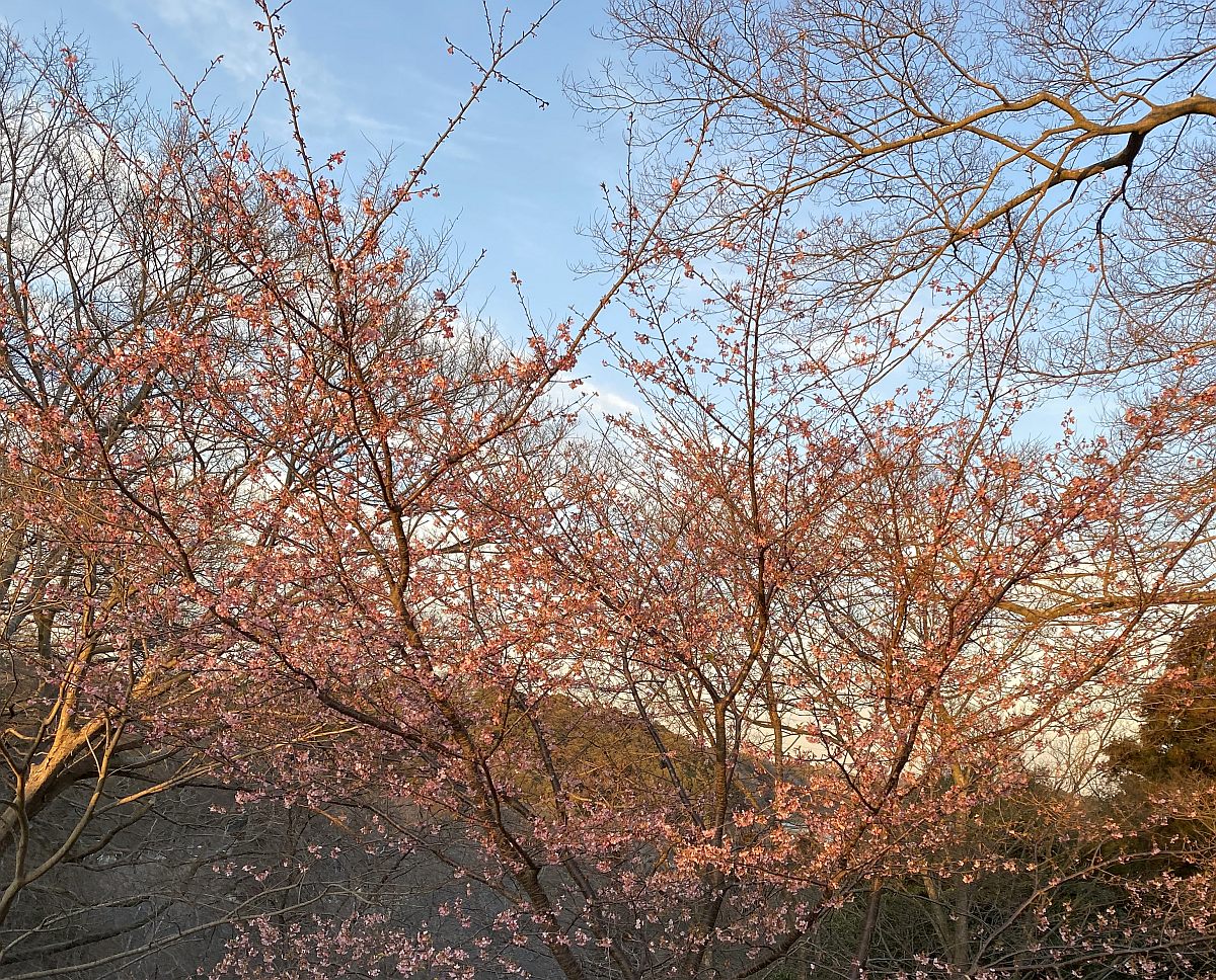 花粉症の薬で夢が見られない