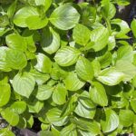 【夢日記】卑弥呼直伝の指折り