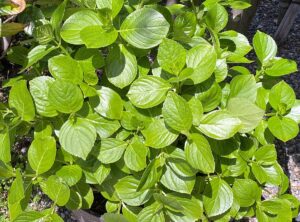 【夢日記】卑弥呼直伝の指折り