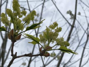 【夢日記】探し物が見つからない