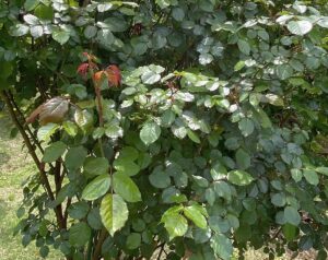 【夢日記】宮崎豚