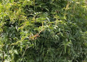 【夢日記】錦鯉長谷川体調不良？