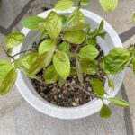 【夢日記】都内で打ち合わせ