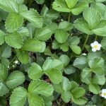 【夢日記】健康番組を見る