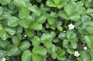 【夢日記】健康番組を見る