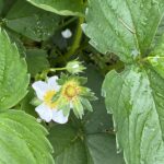 【夢日記】本登録と仮登録