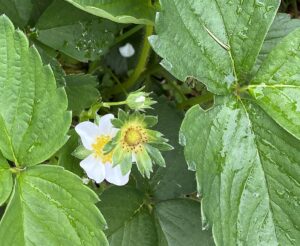 【夢日記】本登録と仮登録