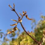【夢日記】セミナー室でシェイクを飲む