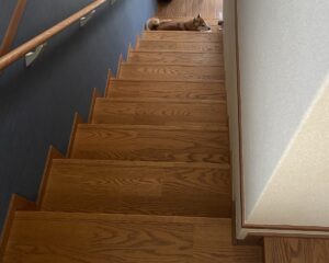 【夢日記】実家で運動会と家の中の秘密基地