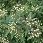 忘れる夢と忘れない夢