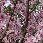 【夢日記】謎の宿舎に住む妖怪