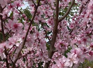 【夢日記】謎の宿舎に住む妖怪