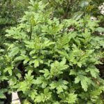 【夢日記】温泉旅館