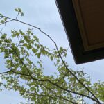 夢を思い出せる度