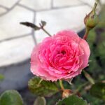 【夢日記】大地震で崩れ落ちる高層ビル