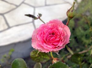 【夢日記】大地震で崩れ落ちる高層ビル