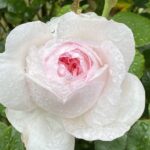 【夢日記】水中トイレ(大)