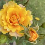 【夢日記】修学旅行の途中でホラン千秋の車で神戸に行く予定