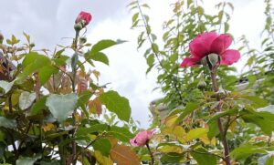 【夢日記】大人気芸人のやす子