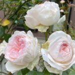 【夢日記】悪魔の住む家