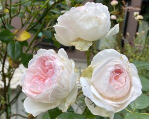 【夢日記】悪魔の住む家