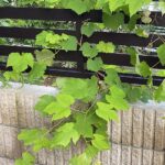 【夢日記】原爆(爆弾)で死んだ前世