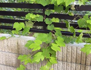 【夢日記】原爆（爆弾）で死んだ前世