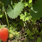 【夢日記】登録済みのルーチン