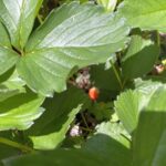 夢を見やすい時期と概念的な夢