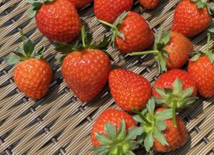 【夢日記】高齢の母