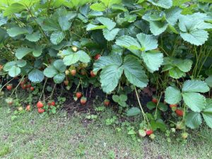 【夢日記】何かが足りないお店