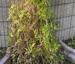 【夢日記】噴出系？火山ガス？