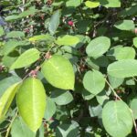 【夢日記】坂を猛スピードで上るバービー